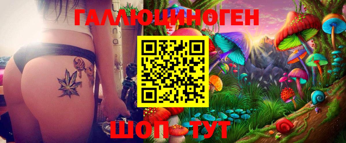Галлюциногенные грибы Psilocybe Тимашёвск